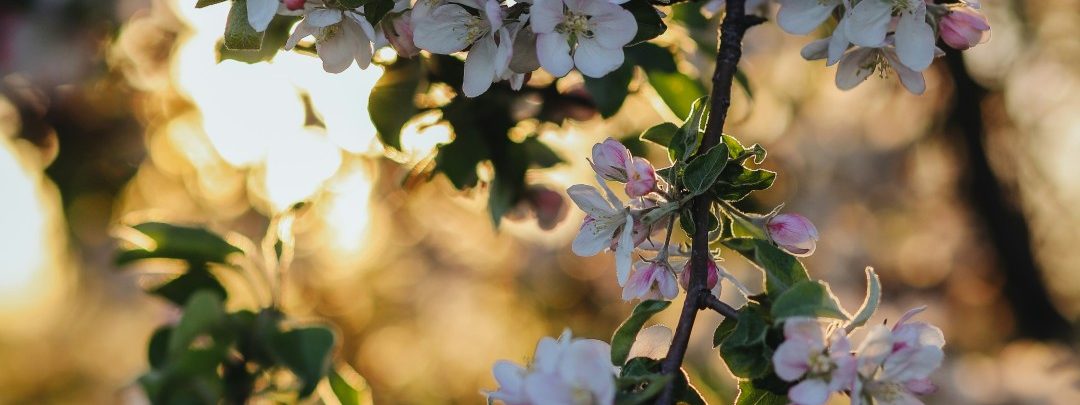 Voorjaarsbloesem 1 {{brizy_dc_image_alt entityId=