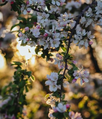 Culinaire agenda 3 {{brizy_dc_image_alt entityId=